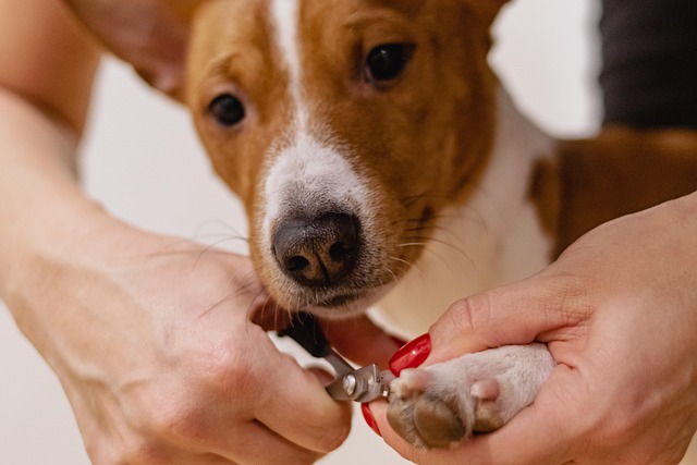 Servicio Mascotas en Mendoza